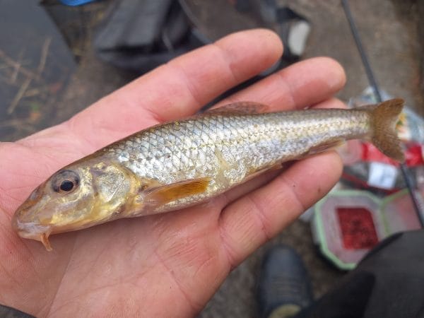 fishing tench guide 