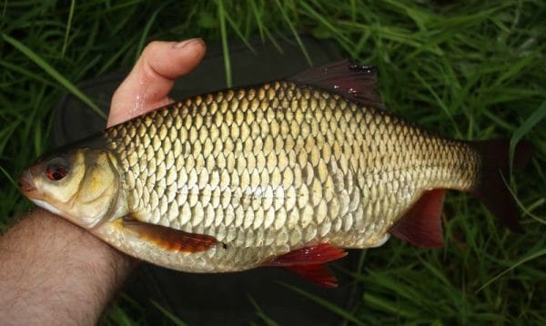 guided fishing in west of lreland