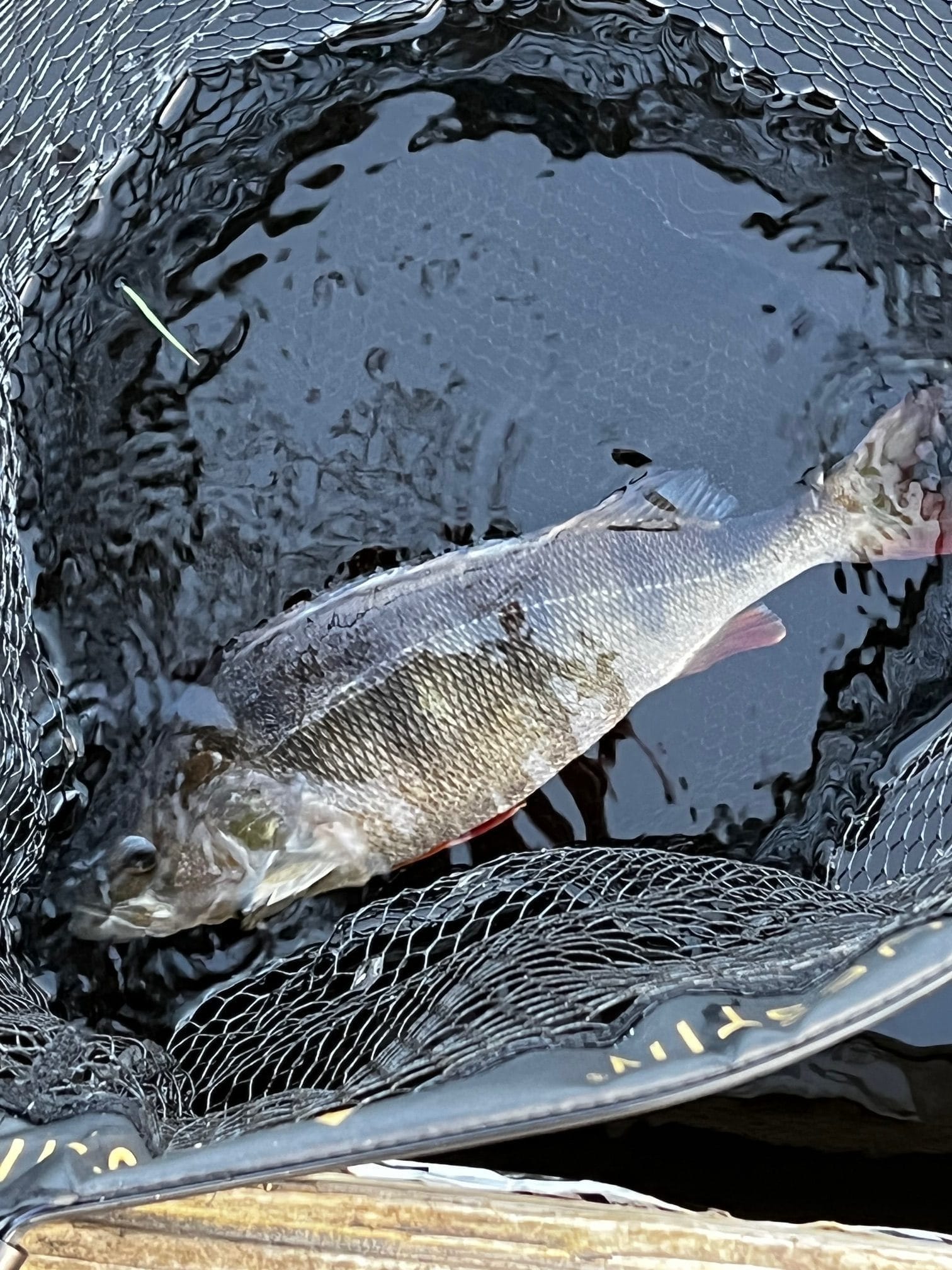 perch fishing in roscommon, leitrim, sligo guided fishing trips and prebait service in west of Ireland predator fishing