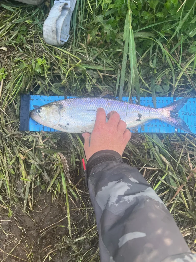 Shad fishing fish north west fishing trips